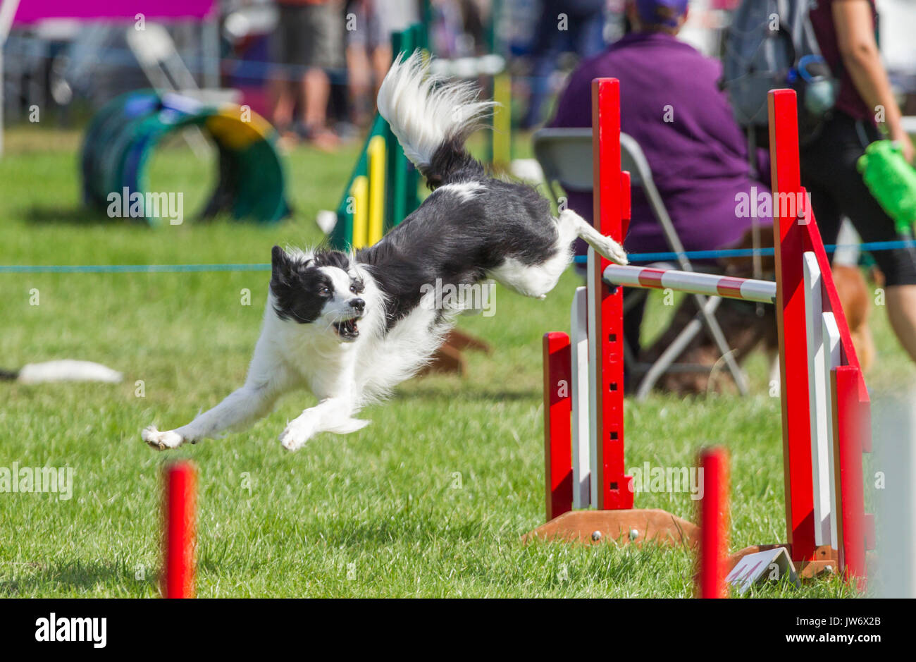 agility classes for dogs glasgow