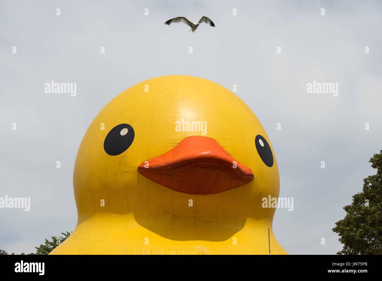 biggest-rubber-ducky-hi-res-stock-photography-and-images-alamy