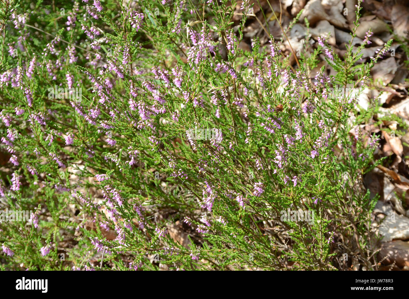 Heather surface with lilac flowers and some withered leaves. Stock Photo