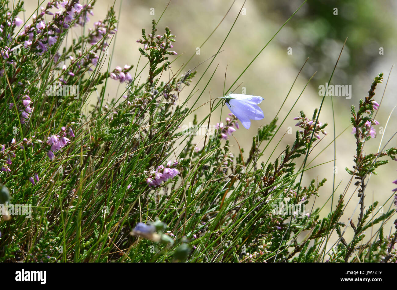 Heather in bloom with a single blue bell flower. Stock Photo