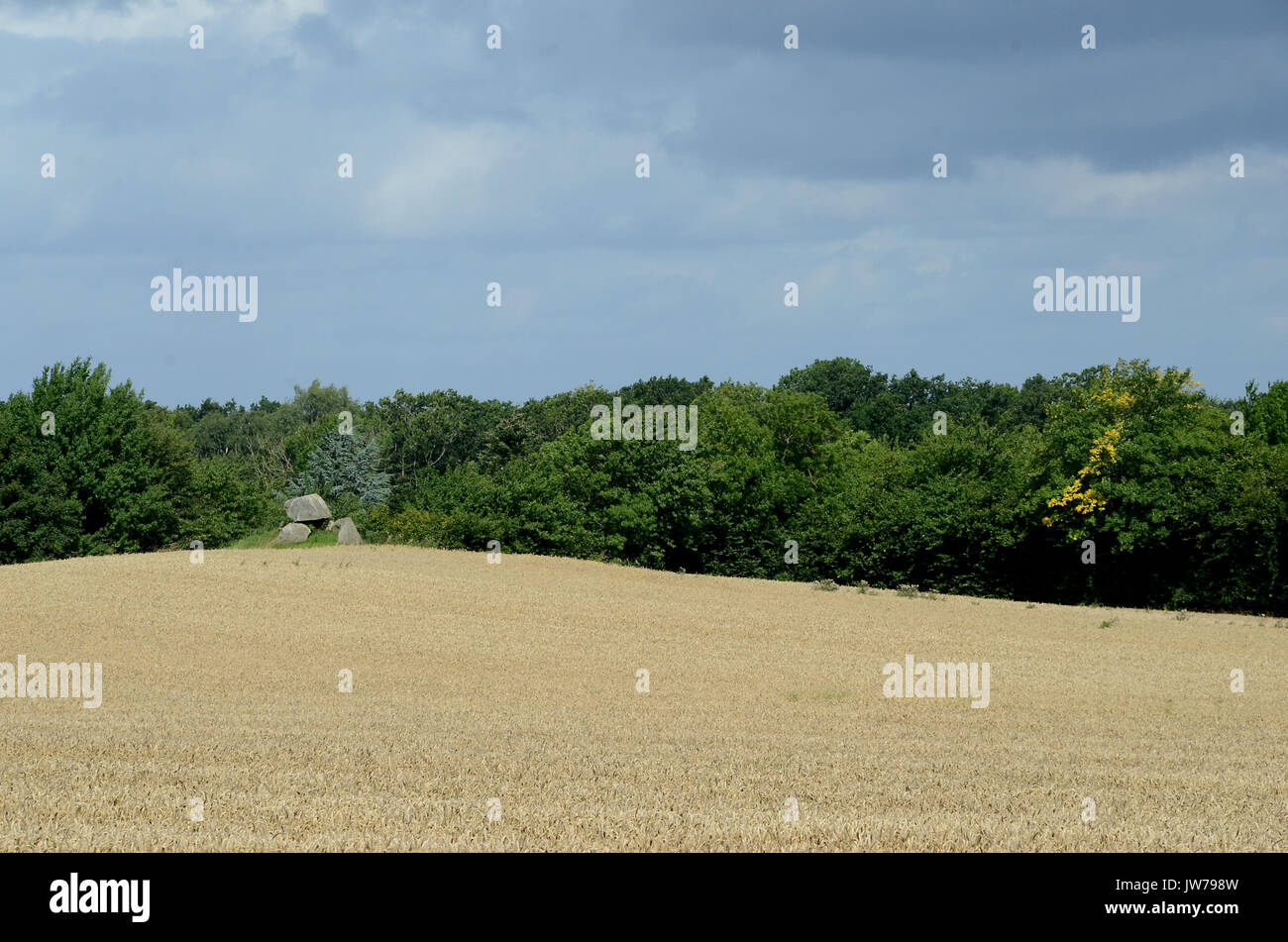 Summer landscape with wehat field, and bronce age round barrow. Stock Photo