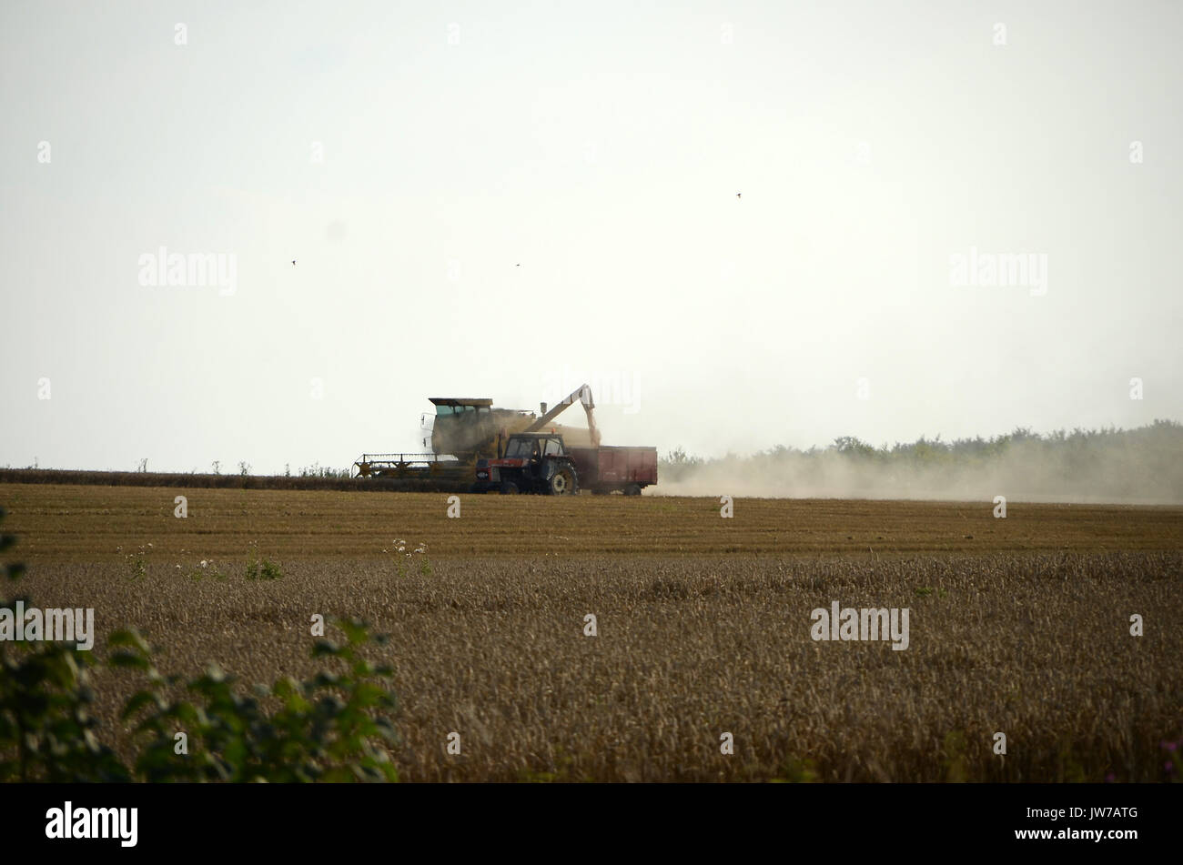 Klinting, Denmark - August 7, 2017: Harvest work with combine harvester in a wheat field. Stock Photo
