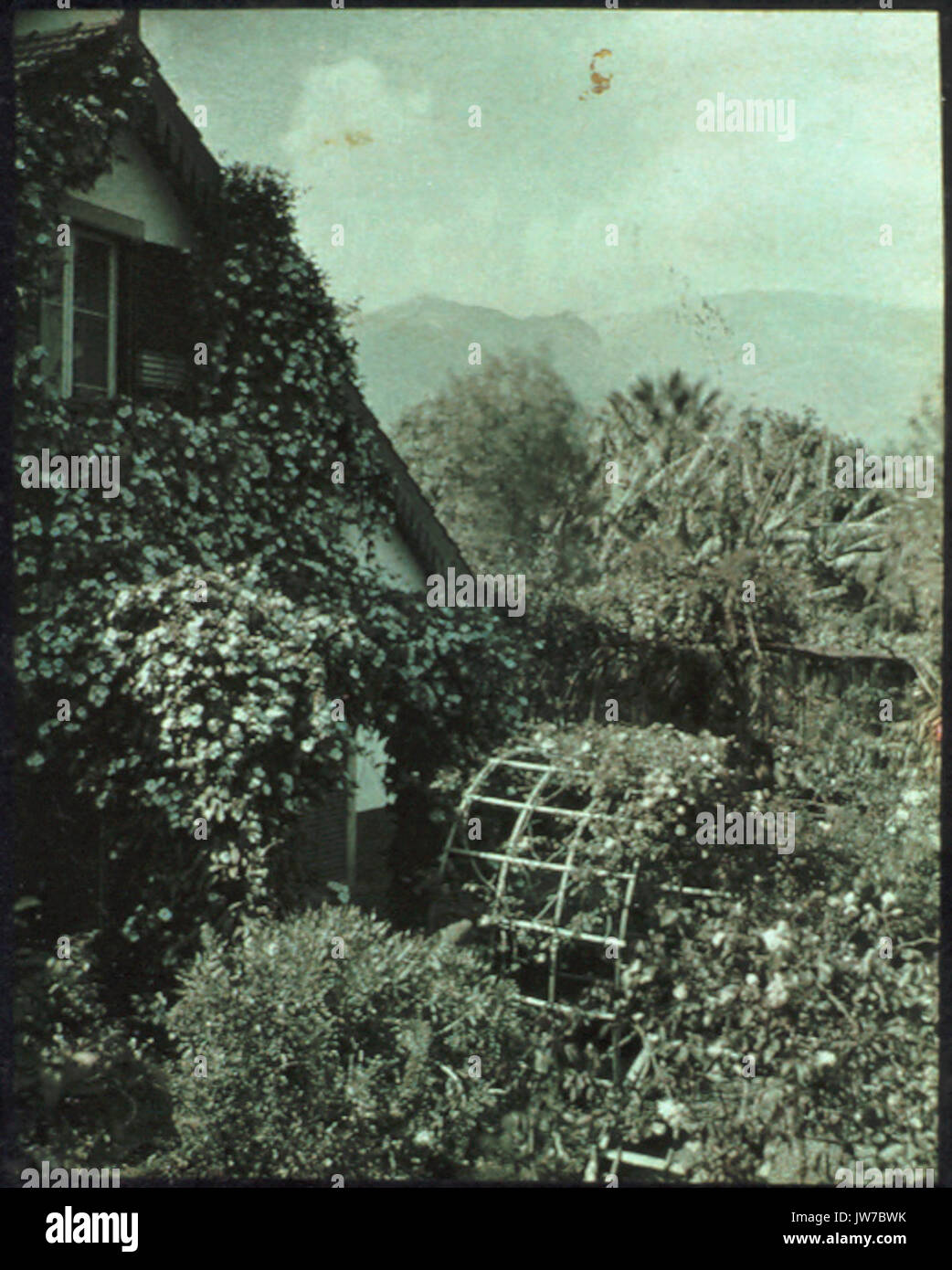 Garden in Madeira, by Sarah Angelina Acland, c 1910 (7 Stock Photo Alamy