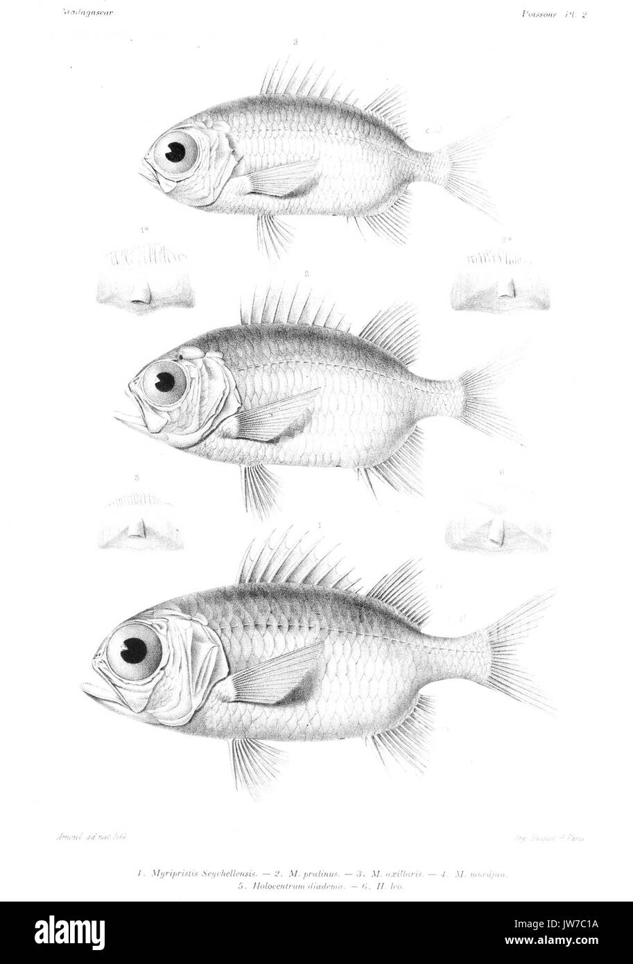 GrandidierMadagascarFishes 0011 Stock Photo