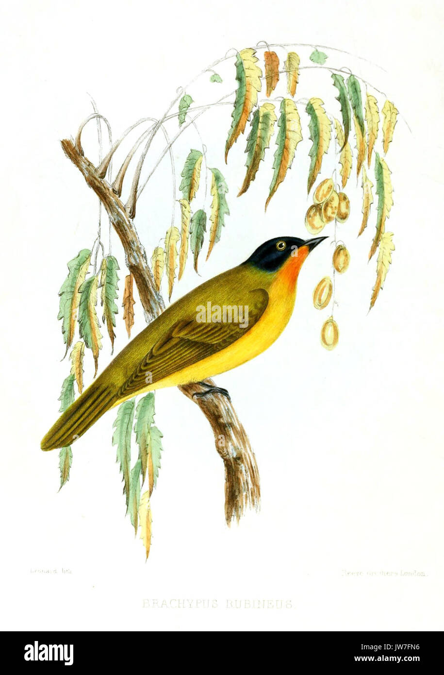 BrachypusRubineusJerdon Stock Photo