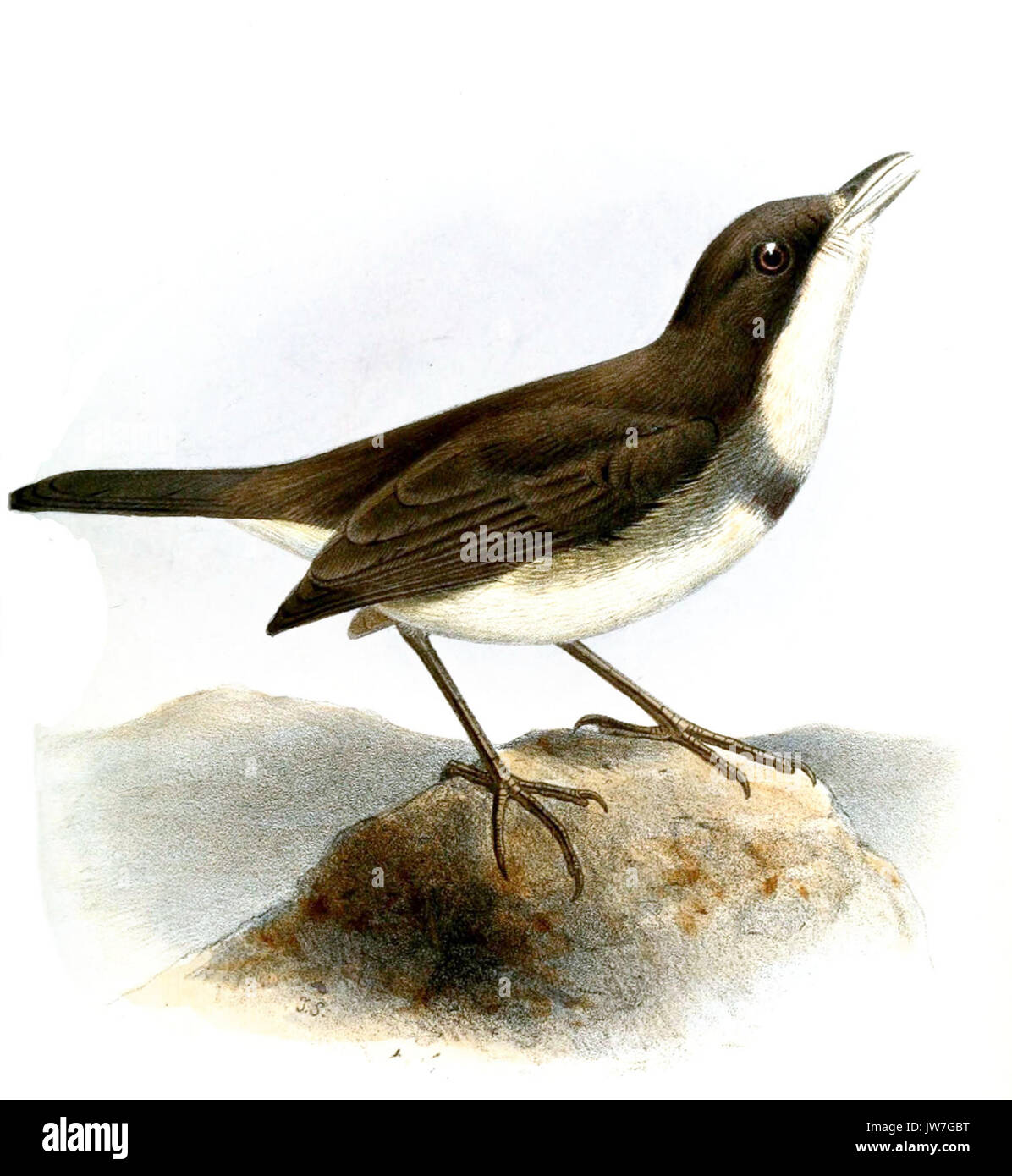 CuphopterusDohrniSmit Stock Photo
