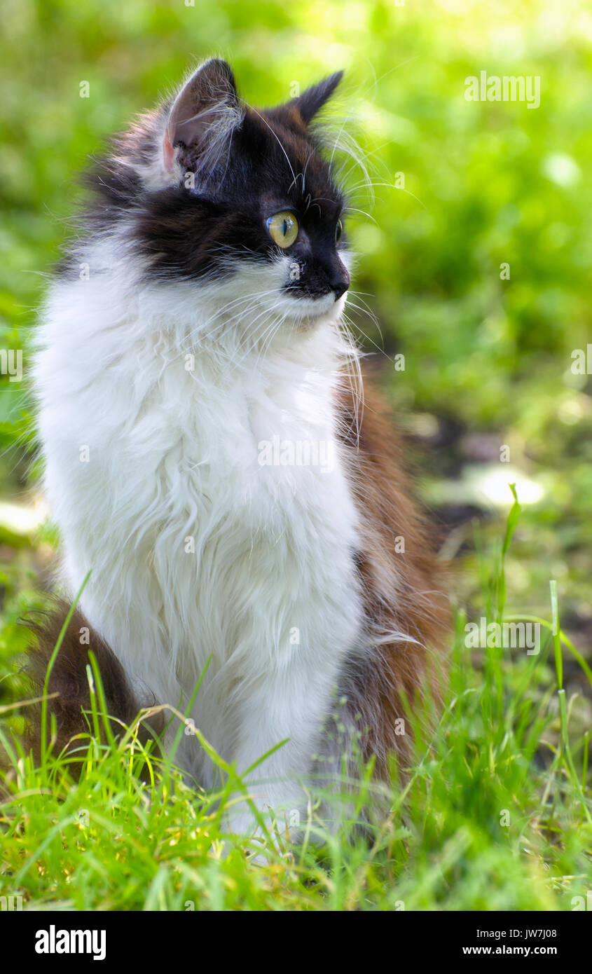 Pretty Cat or Kitten with White and Brown Hair, Sitting in Grass, Outdoor Shot at Sunny Summer Day Stock Photo