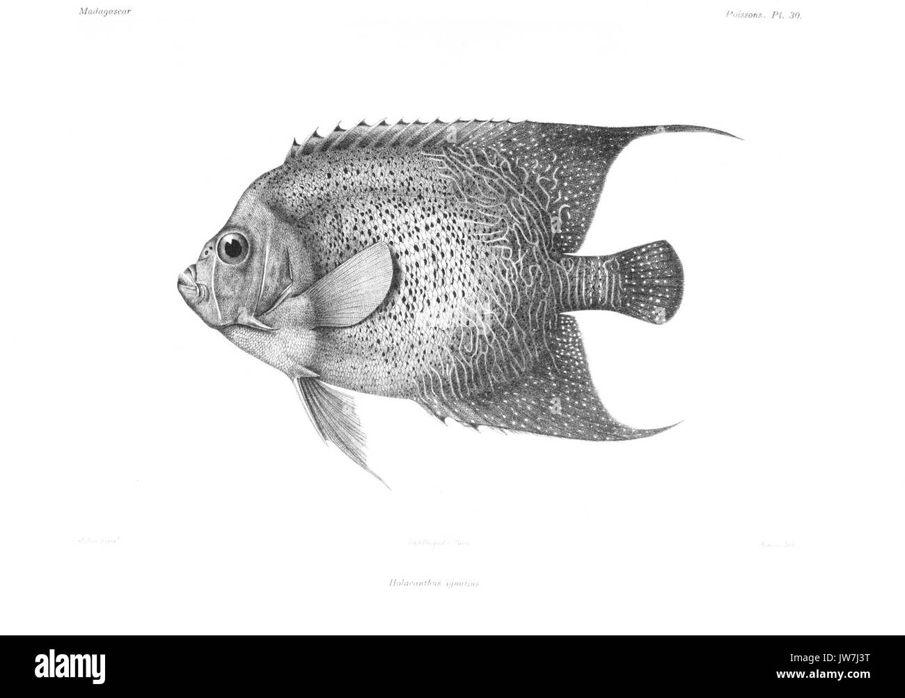 GrandidierMadagascarFishes 0071 Stock Photo
