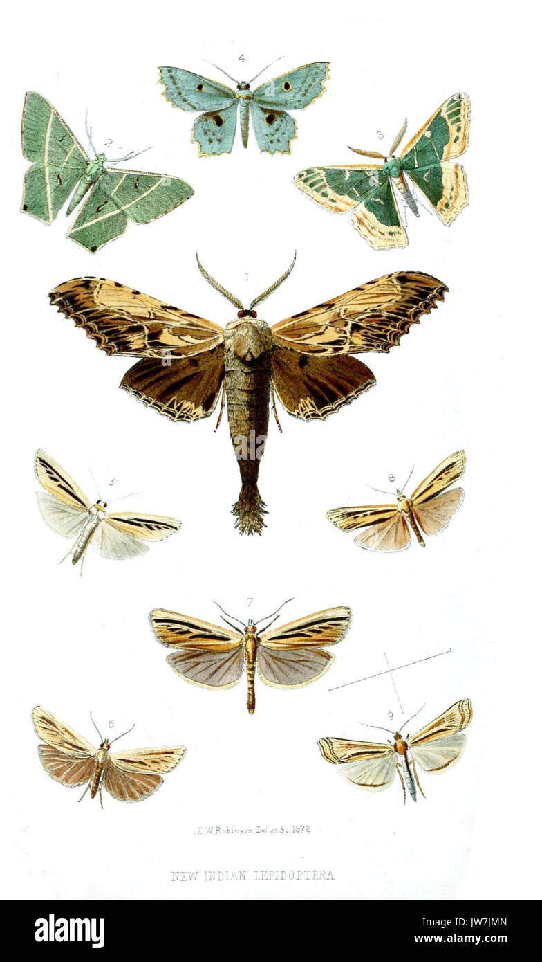 Evolution of moths Cut Out Stock Images & Pictures - Alamy