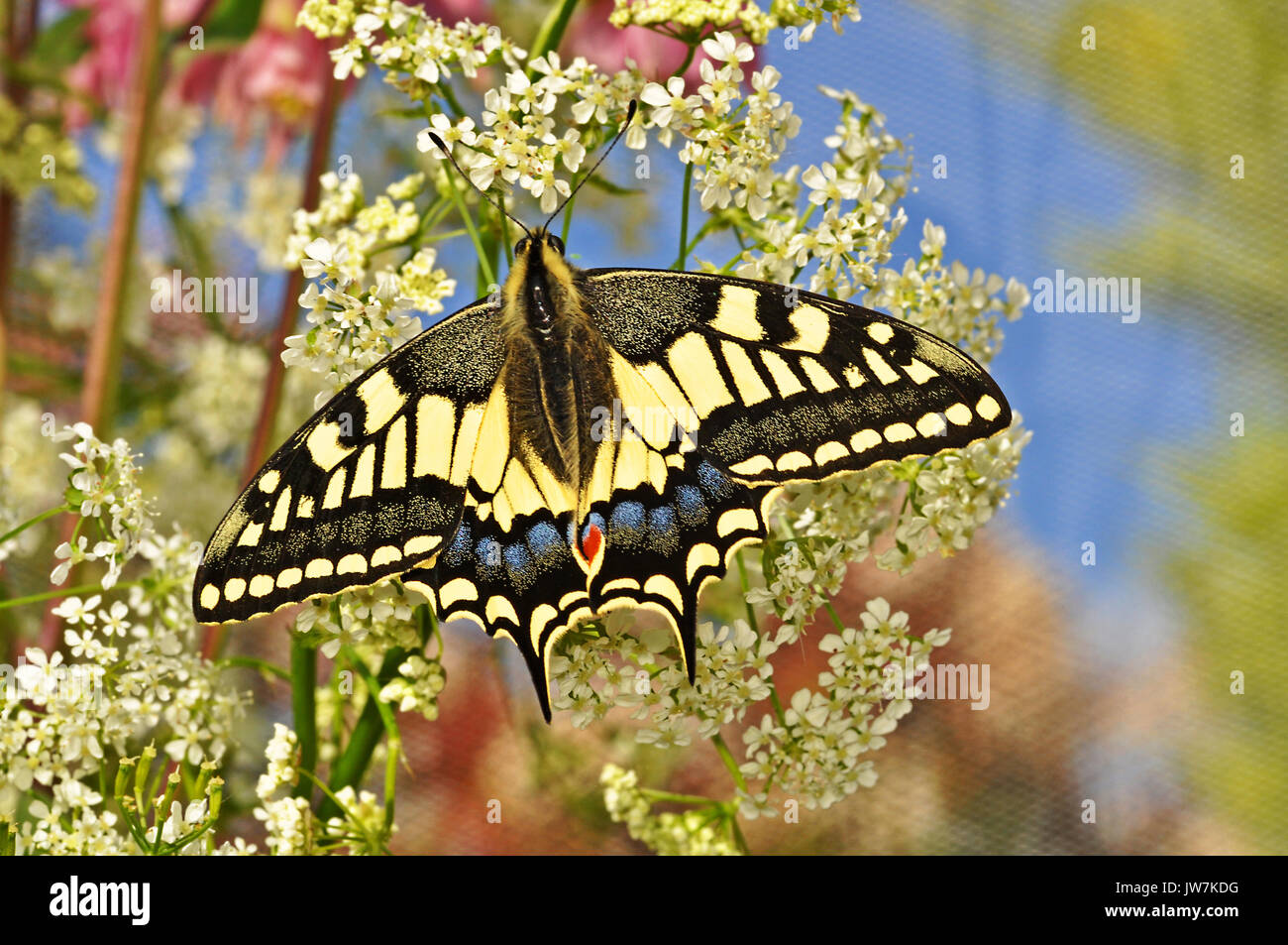 English Swallowtail Butterfly (Papilio machaon britannicus Stock Photo ...