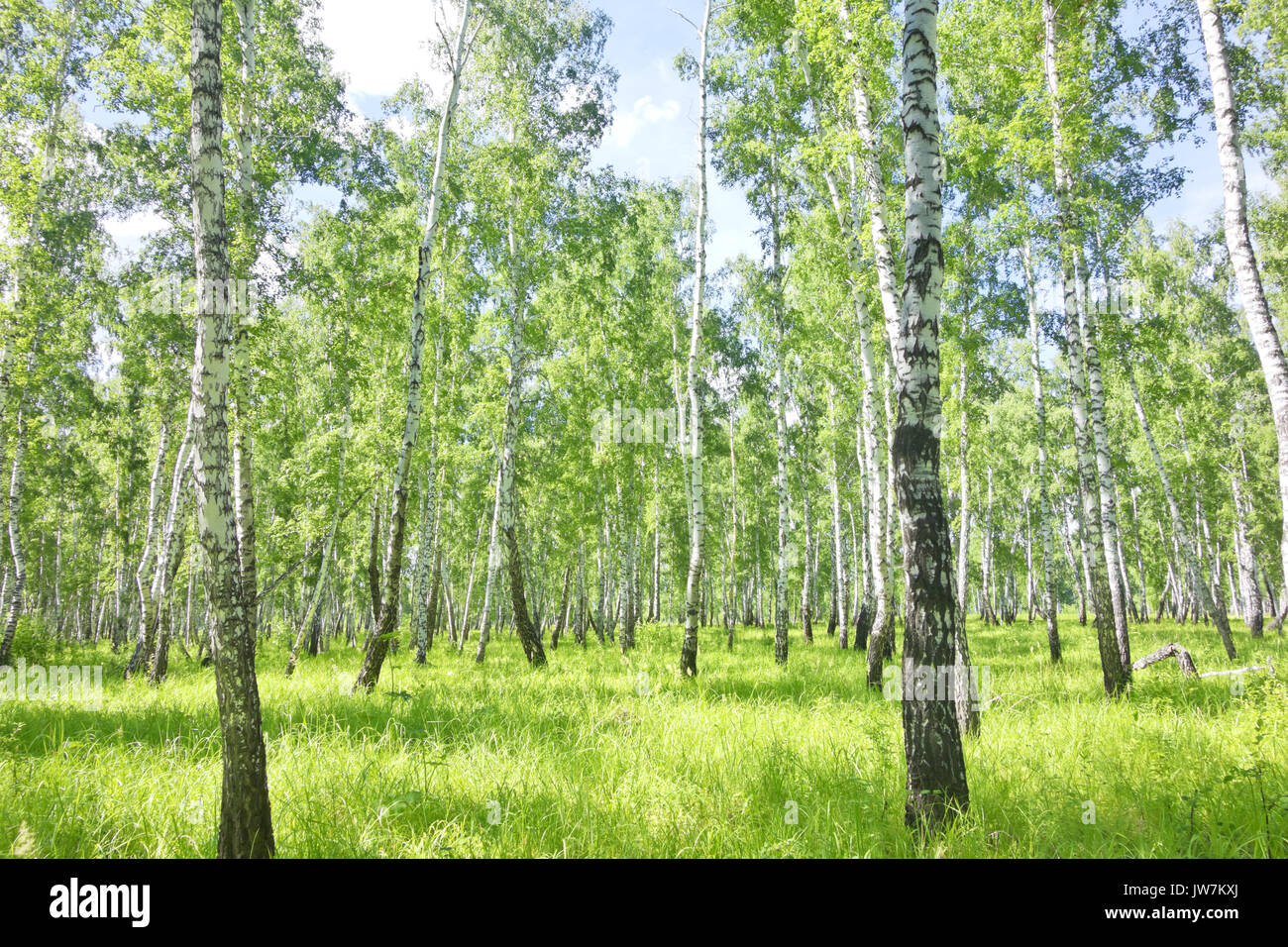 summer birch forest Stock Photo - Alamy