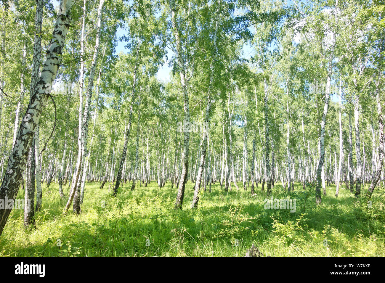 summer birch forest Stock Photo - Alamy