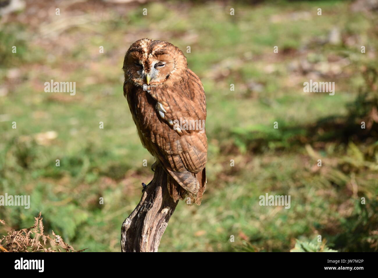 Hunter new england hi-res stock photography and images - Alamy