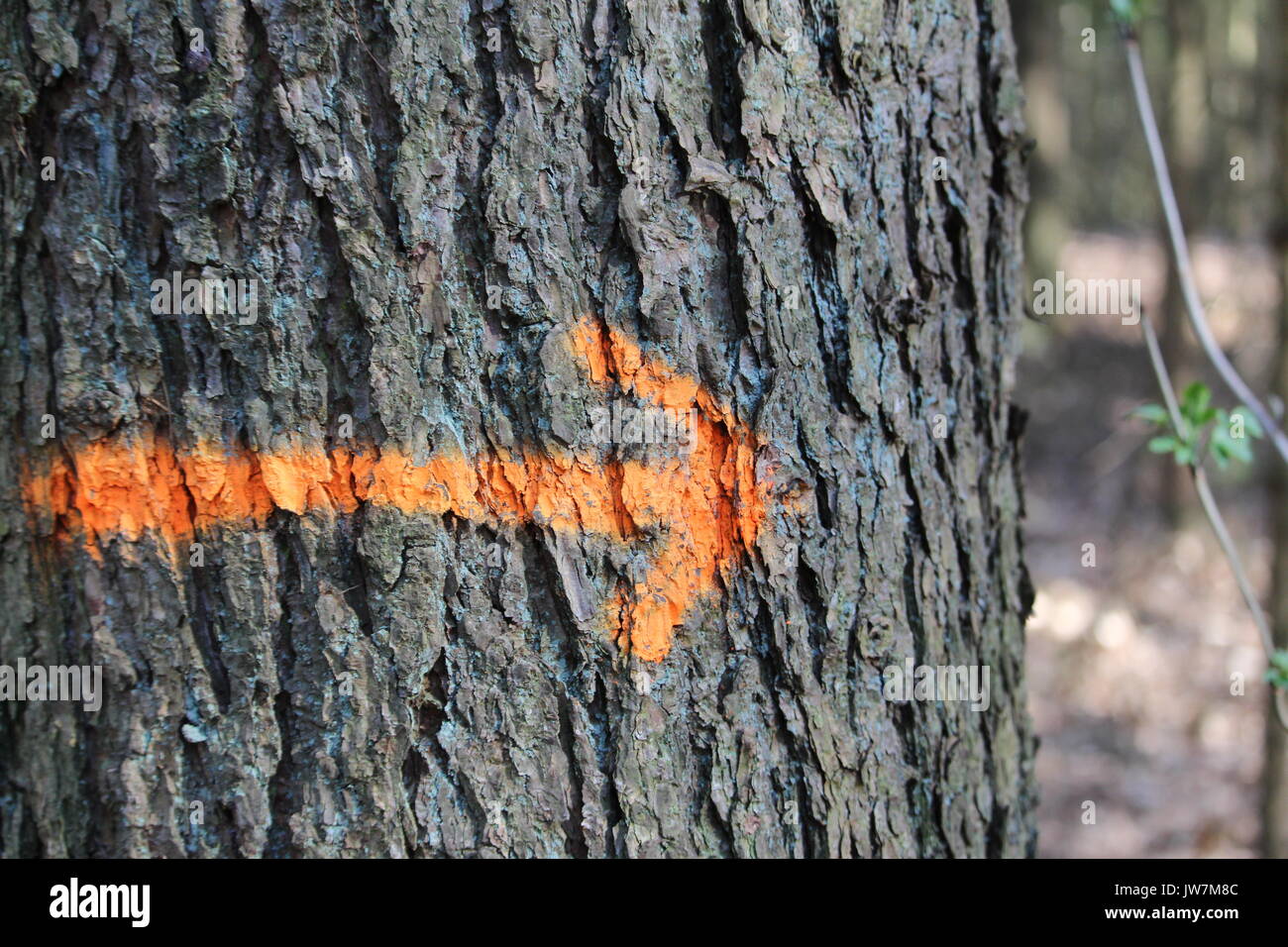 Arrow on a tree Stock Photo