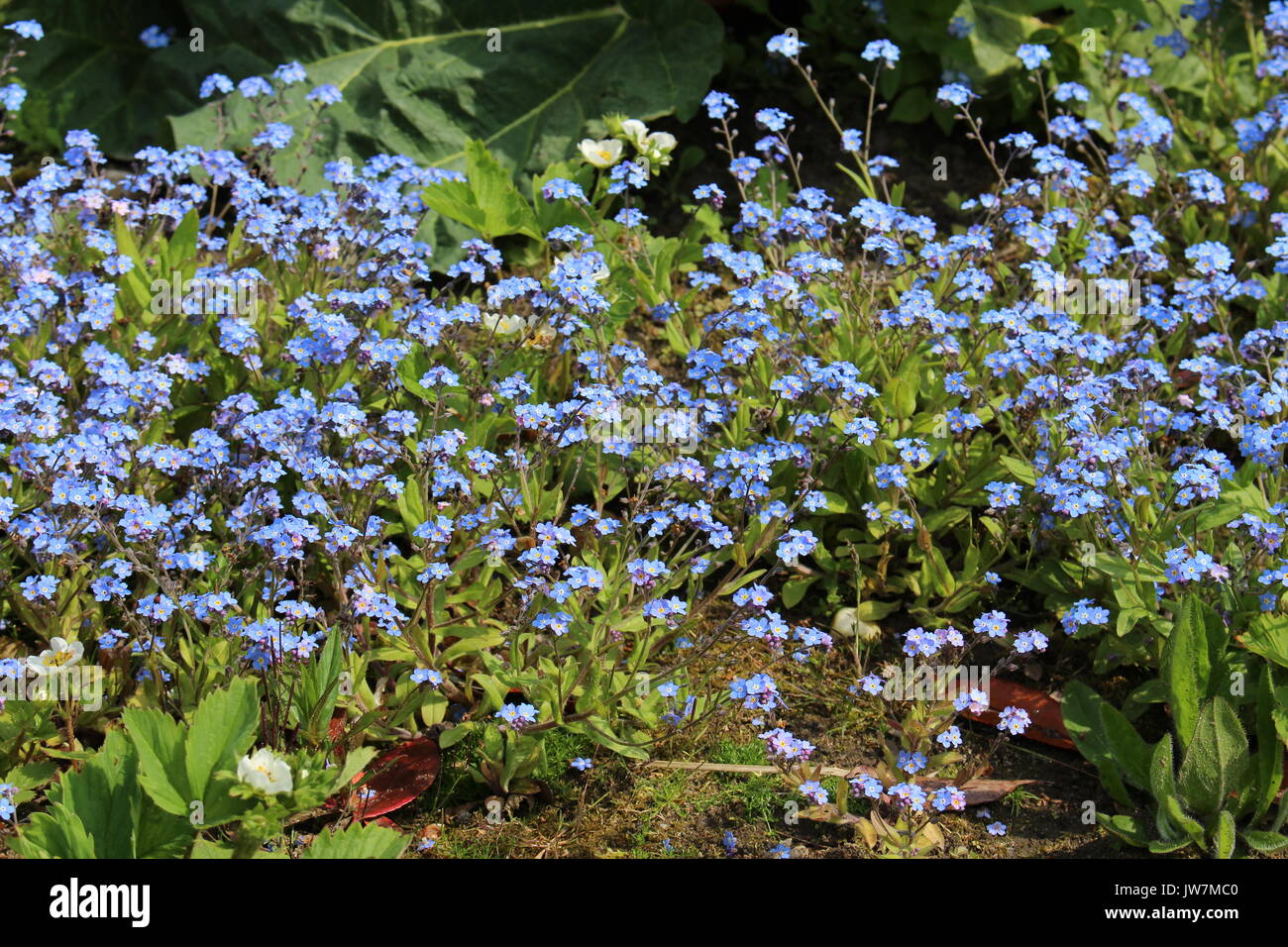 Forget-me-not in a garden Stock Photo