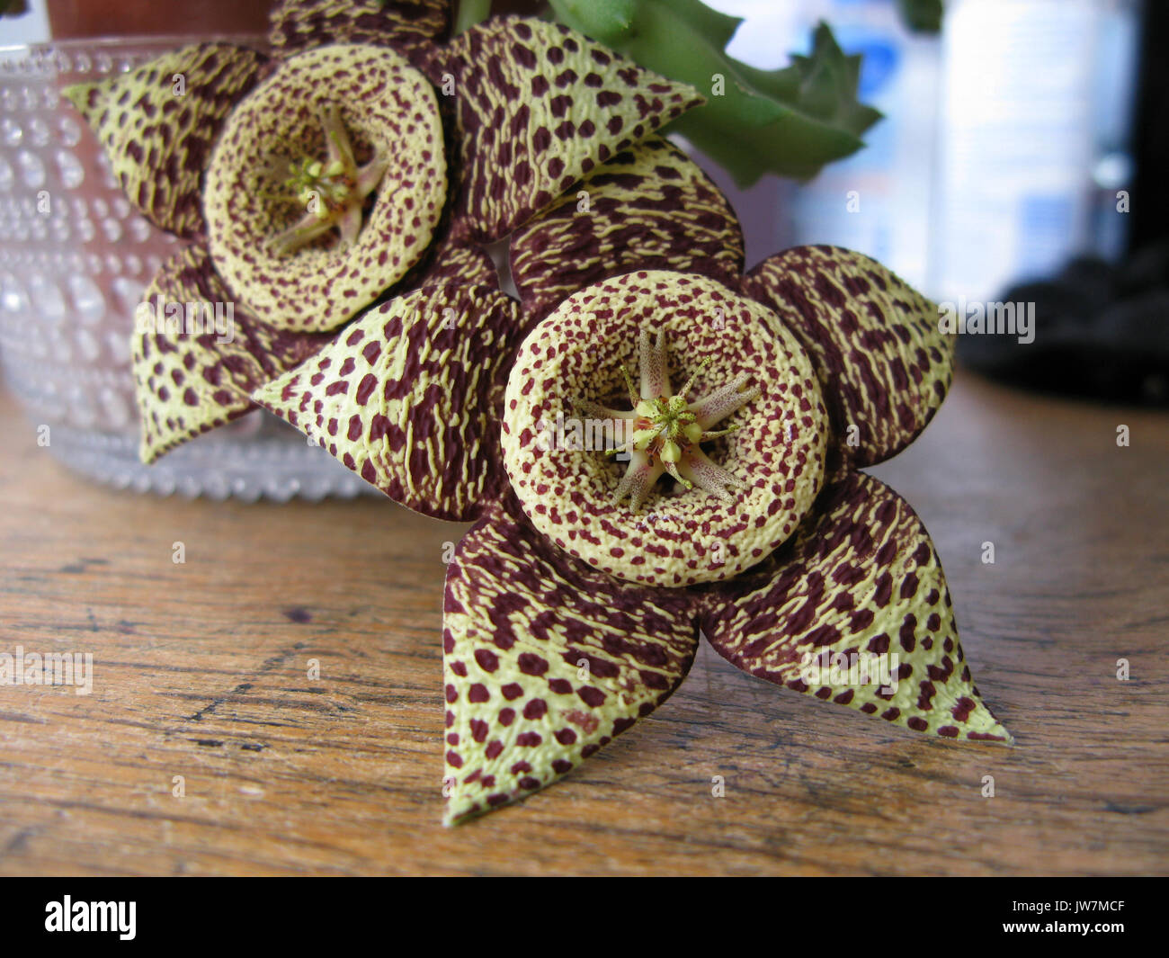 Orbea Variegata has a beautiful star shaped flower that stinks of rotten meat to attract flies. Stock Photo