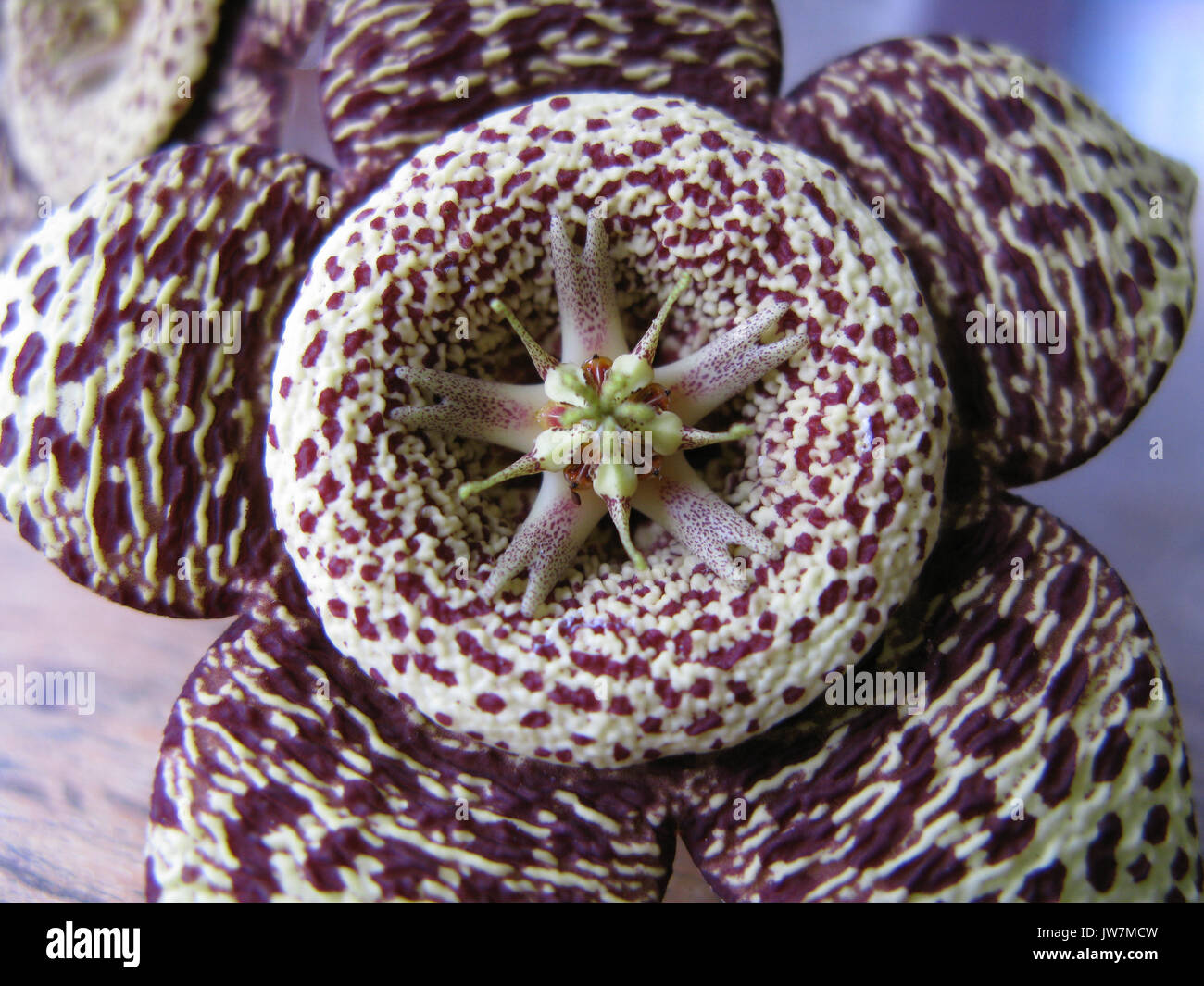 Orbea Variegata has a beautiful star shaped flower that stinks of rotten meat to attract flies. Stock Photo