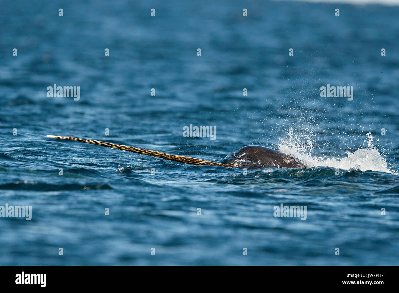 Male narwhal swimming along the surface, Lancaster Sound, Baffin Island, Canada. Stock Photo