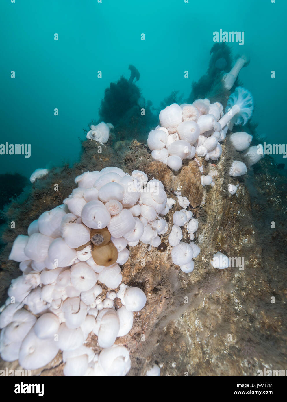 Cold water anemones cover the Strytan Geothermal Chimney structure in northern Iceland's Eyjafjordur Fjord. Stock Photo