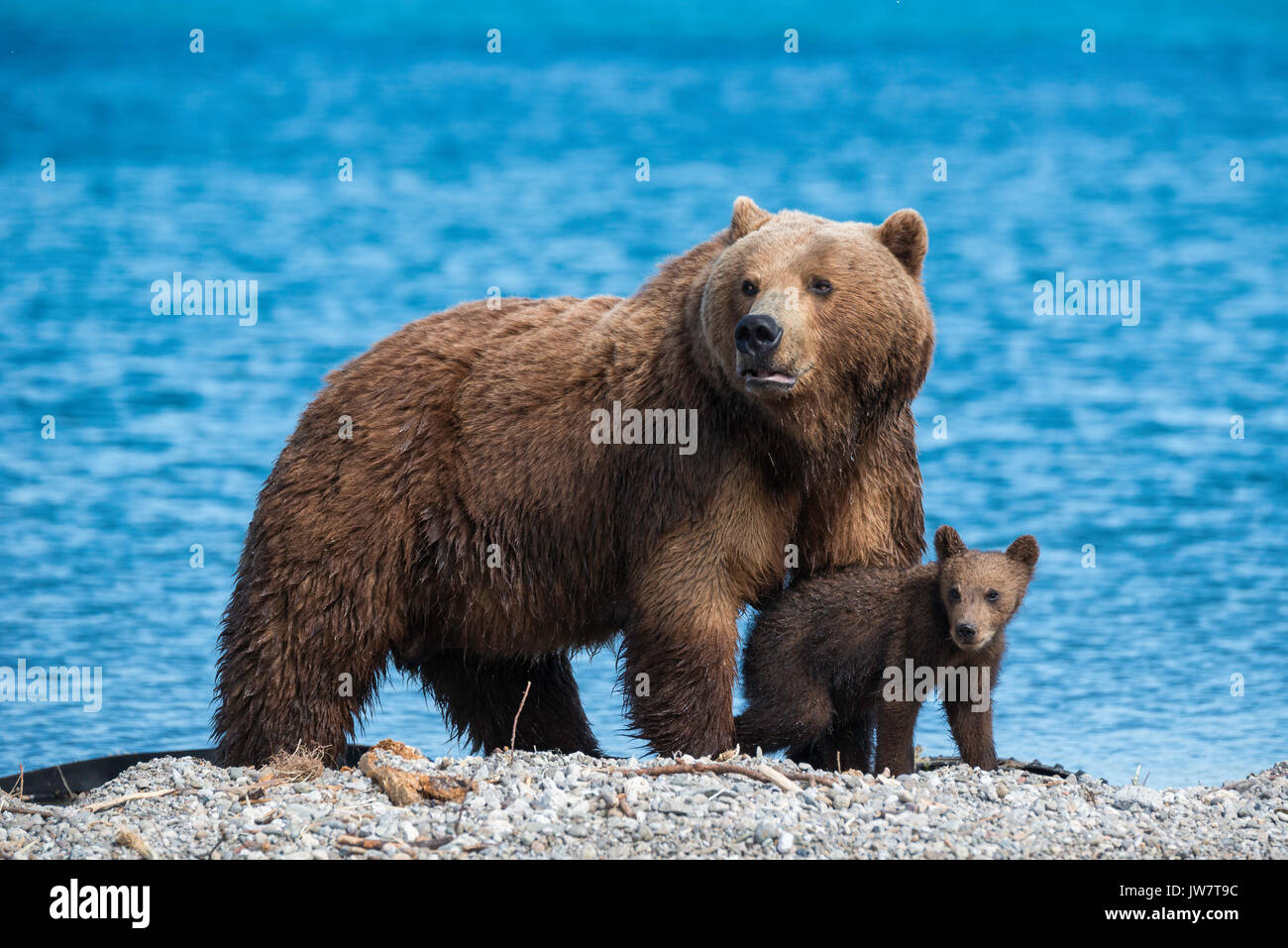 Mother brown bear and one of her cub on alert at the edge of Kuril Lake, Kamchatka, Russia. Stock Photo