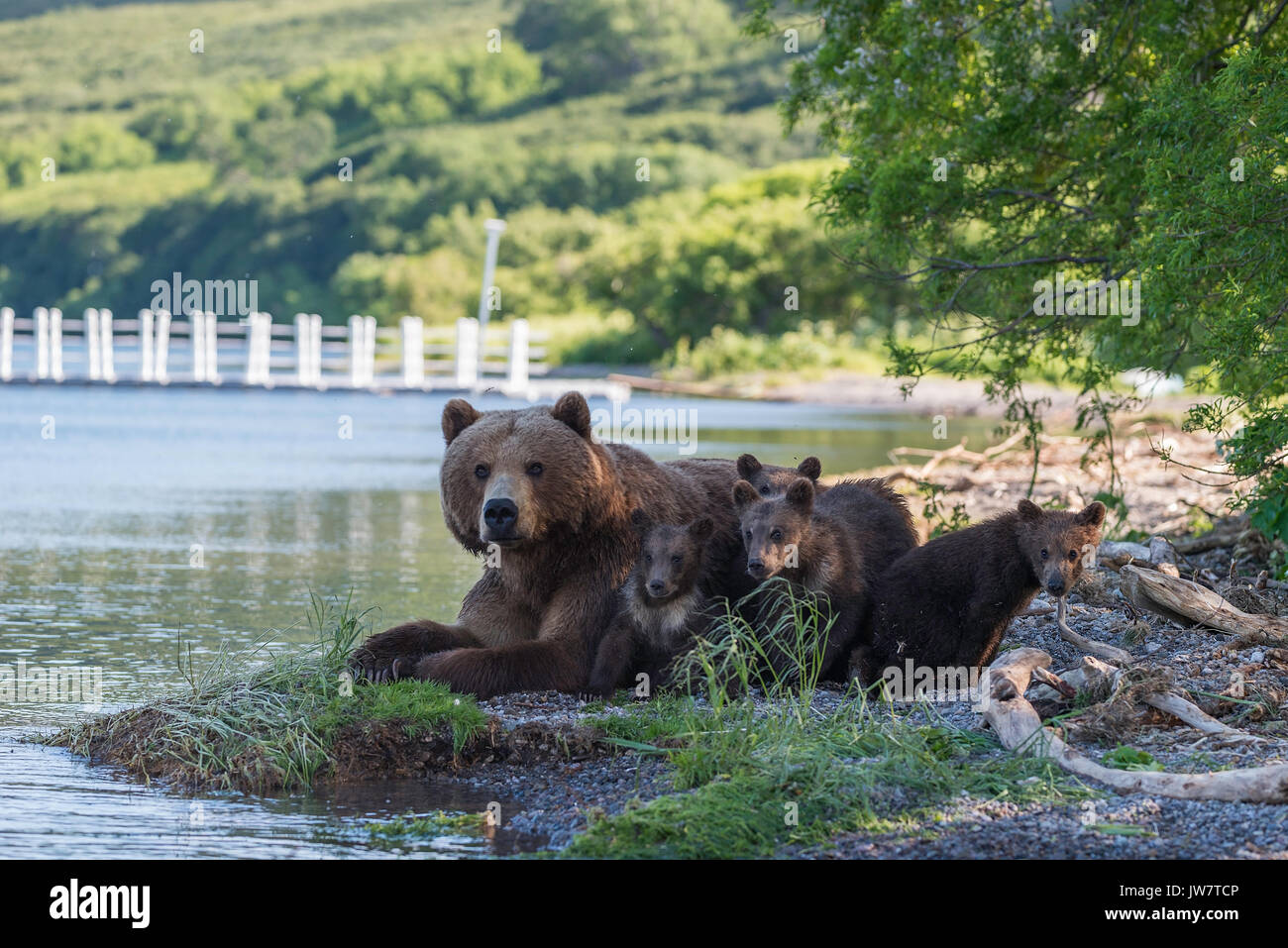 Mother brown bear and her four cubs resting in the shade at the edge of Kuril Lake, Kamchatka, Russia. Stock Photo