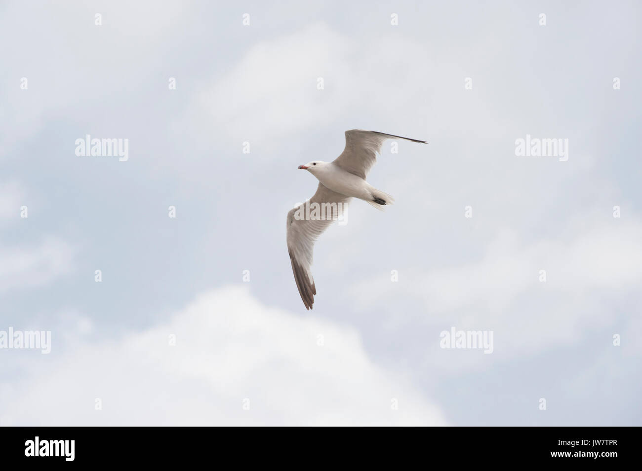 Audouin's Gull, (Larus audouinii), in flight, Ibiza, Balearic Islands, Spain, Mediterranean Sea Stock Photo