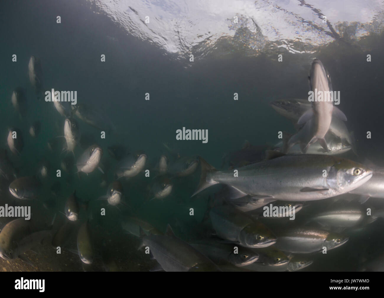 Underwater view of a school of sockeye salmon migrating up the Ozernaya River to spawn. Stock Photo