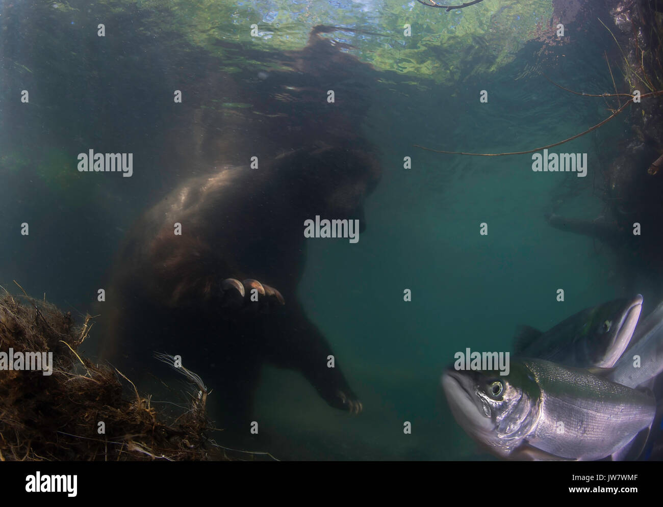 Underwater view of a brown bear trying to catch sockeye salmon as the migrate up the Ozernaya River to spawn, Kamchatka, Russia. Stock Photo