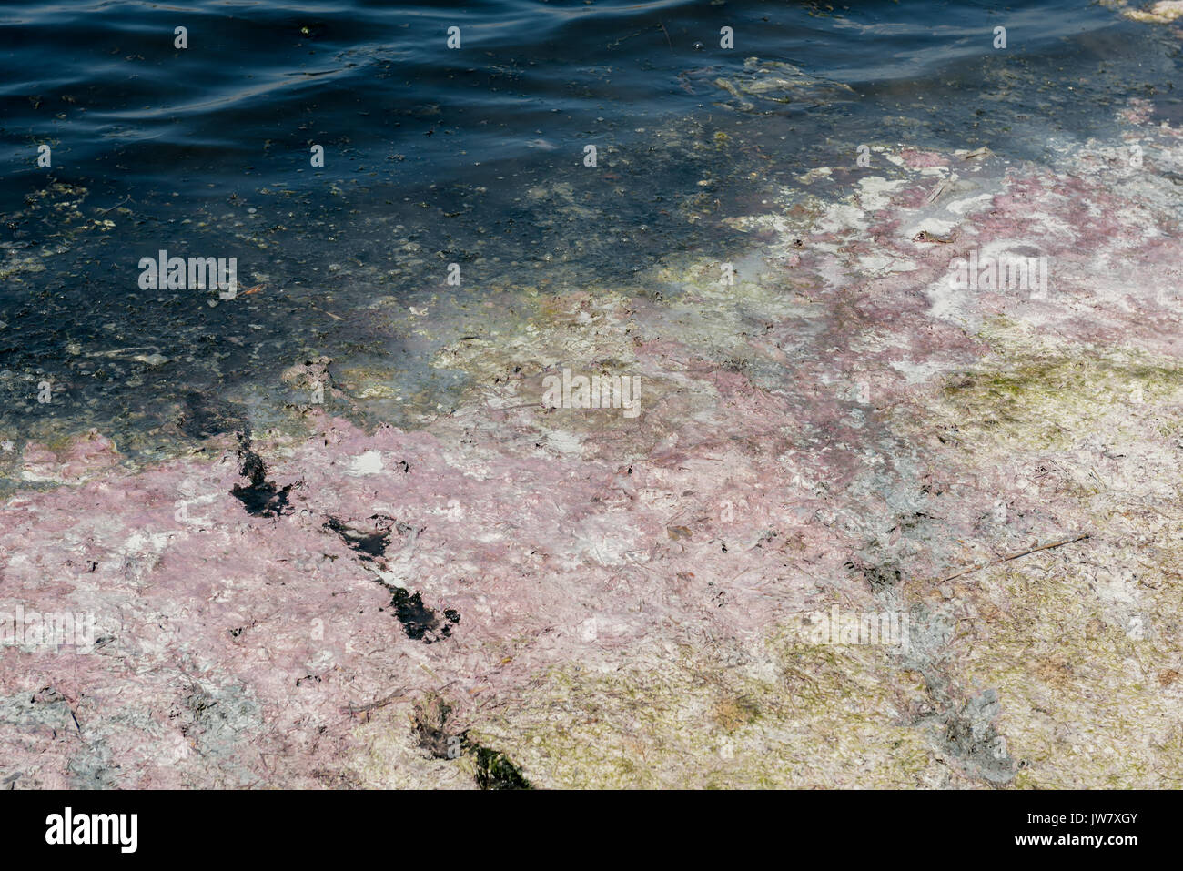 Waste water environmental pollution Nature. Dirty and bubbles water   pollution  water Stock Photo - Alamy