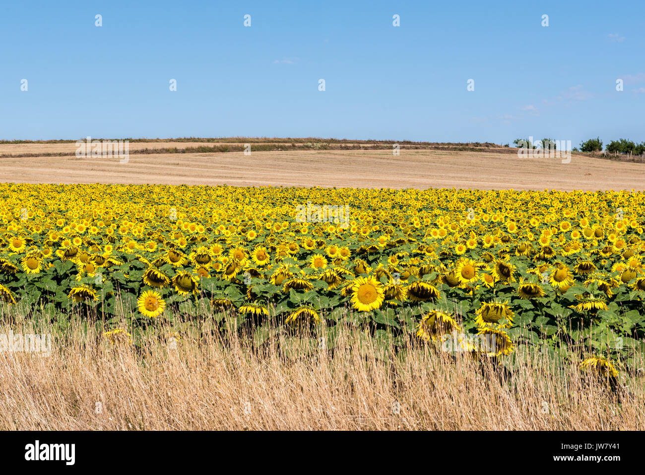 Field of blooming sunflowers on a background blue sky Stock Photo - Alamy