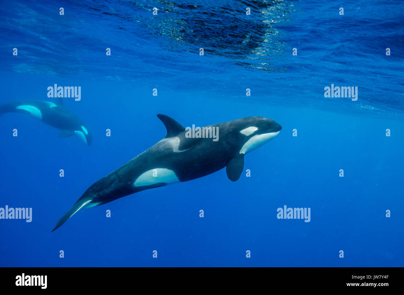 Pod of orcas swimming near the surface in blue water, North Island, New Zealand. Stock Photo