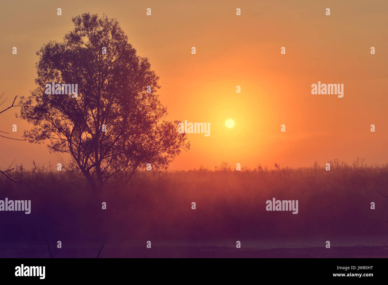 Summer tree silhouette hi-res stock photography and images - Alamy