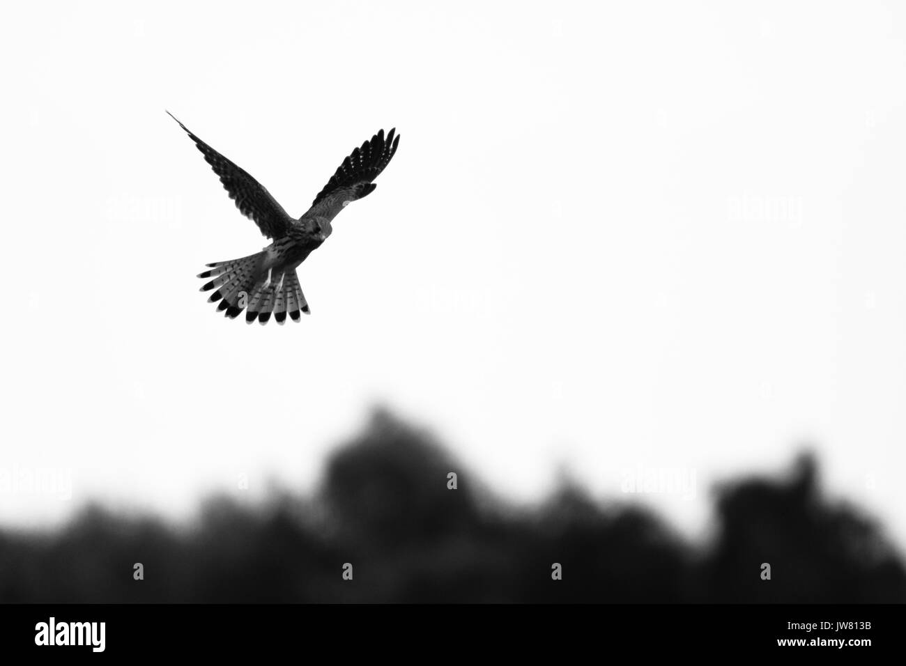 Black and white image of wild kestrel bird of prey hovering Stock Photo