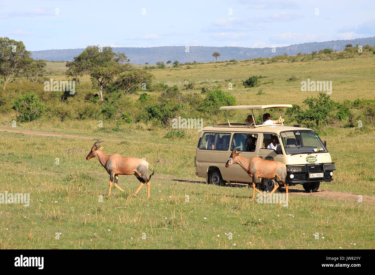 Topi antelopes crossing at the front of group of Tourists in Their Safari Van Stock Photo