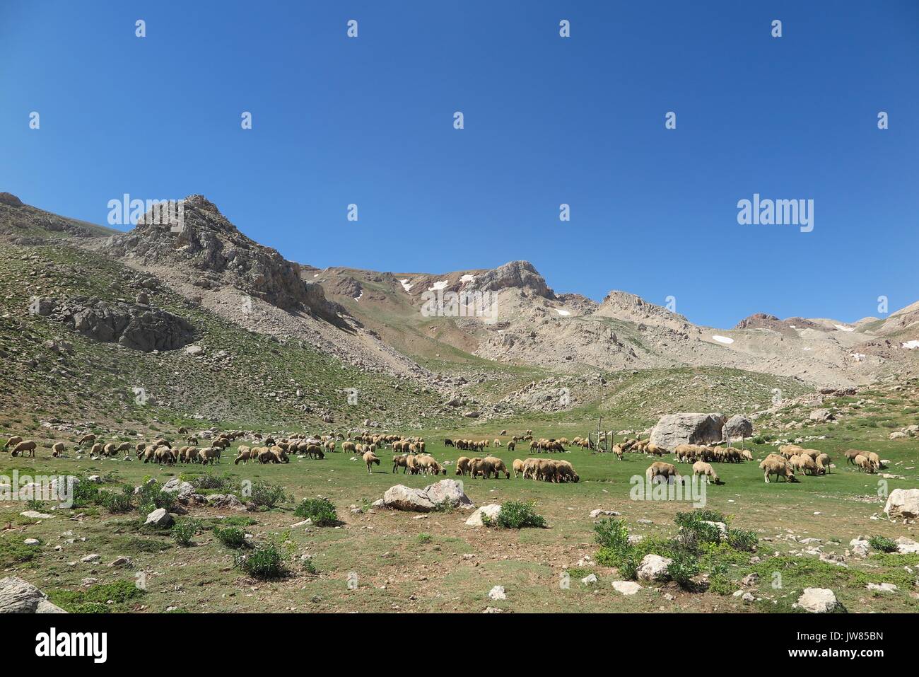 Sheep grazing in the mountain landscape Stock Photo - Alamy