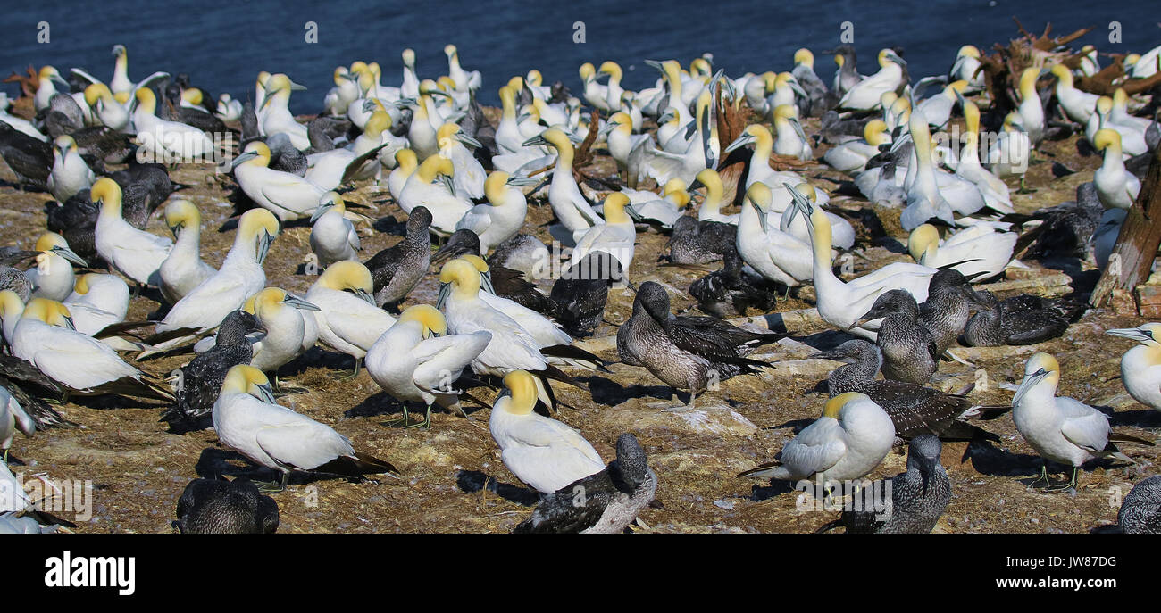 America, Canada, Quebec, Gaspésie, Percé area, The Bonaventure island andl park, the gannets birds Stock Photo