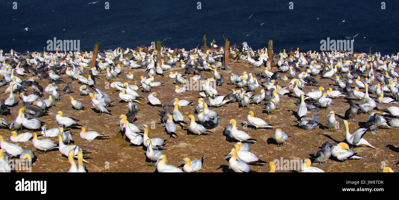 America, Canada, Quebec, Gaspésie, Percé area, The Bonaventure island andl park, the gannets birds Stock Photo