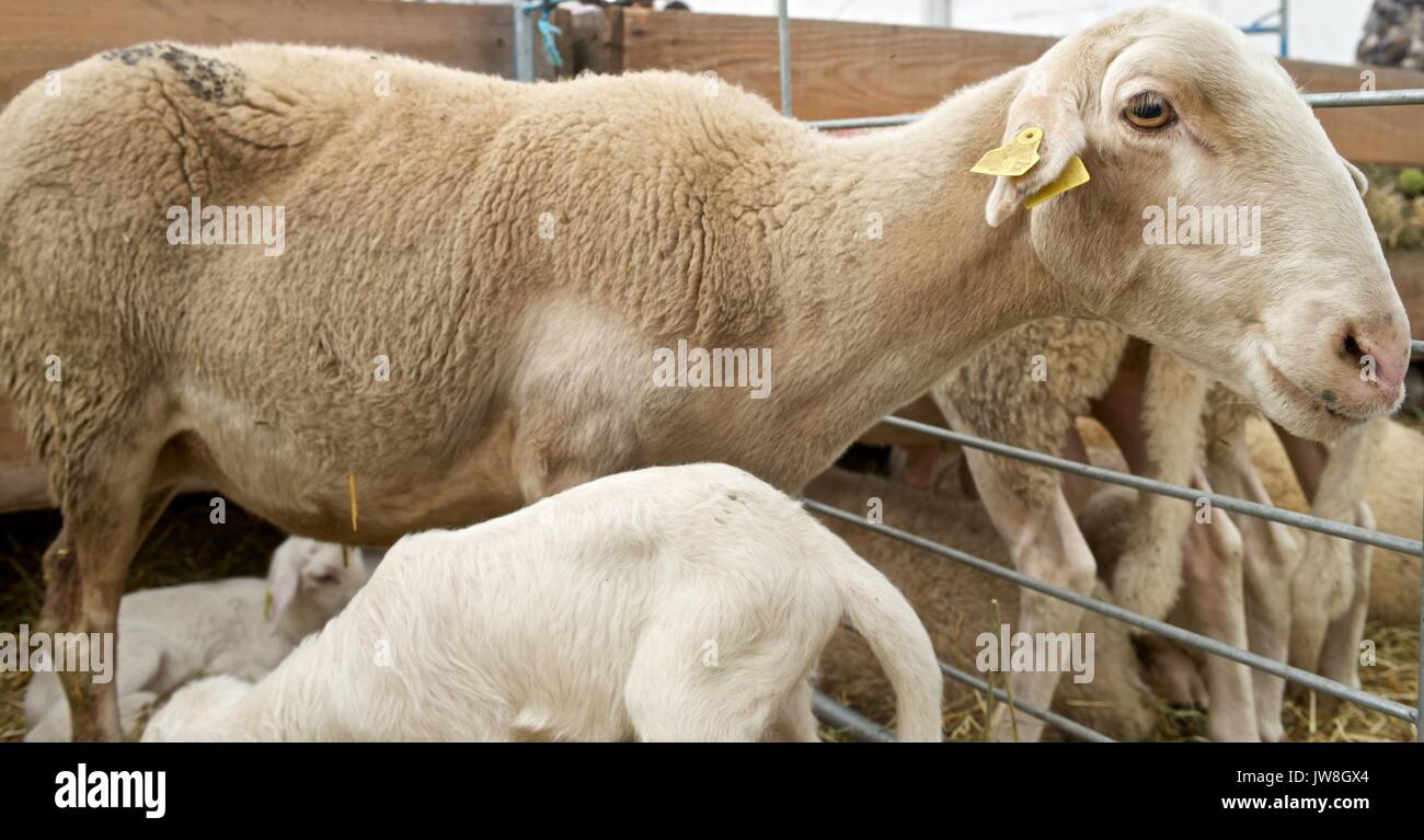 Lamb with his mother in a pen Stock Photo - Alamy