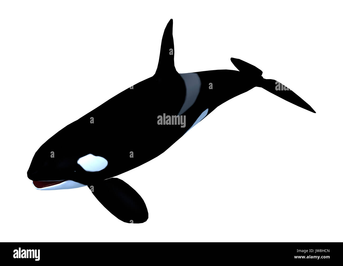 3D rendering of a killerwhale, orcinus orca isolated on white ...