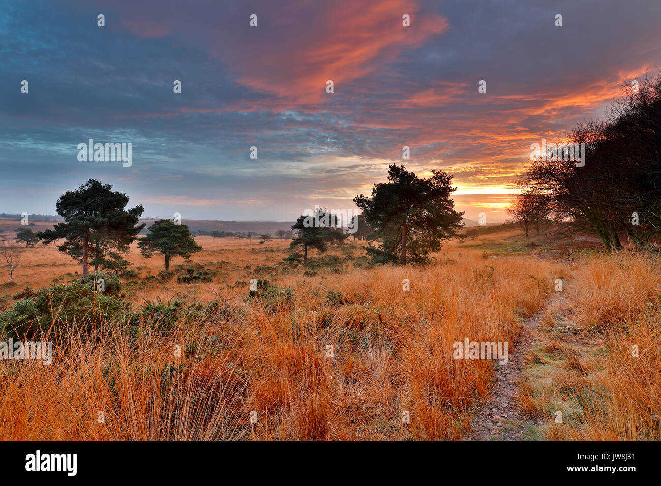 Woodbury Common; Devon; UK Stock Photo Alamy
