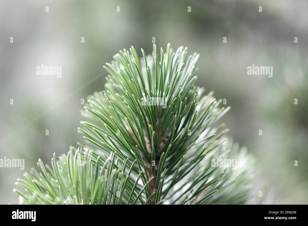 Spanish pine tree High Resolution Stock Photography and Images Alamy