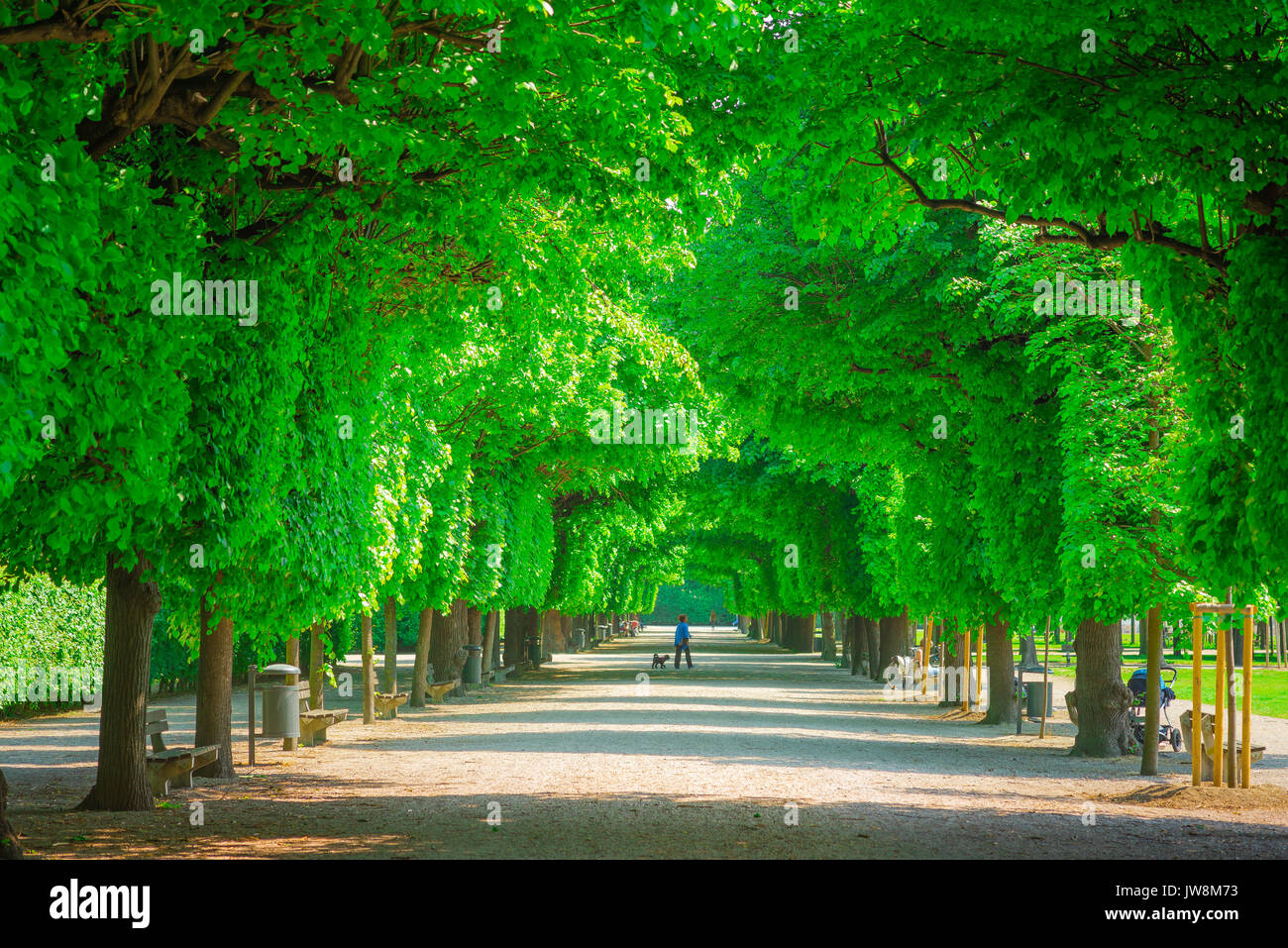 Vienna park summer, view of a tree-lined avenue in the Augarten park in the Leopoldstadt district of Vienna, Wien, Austria. Stock Photo