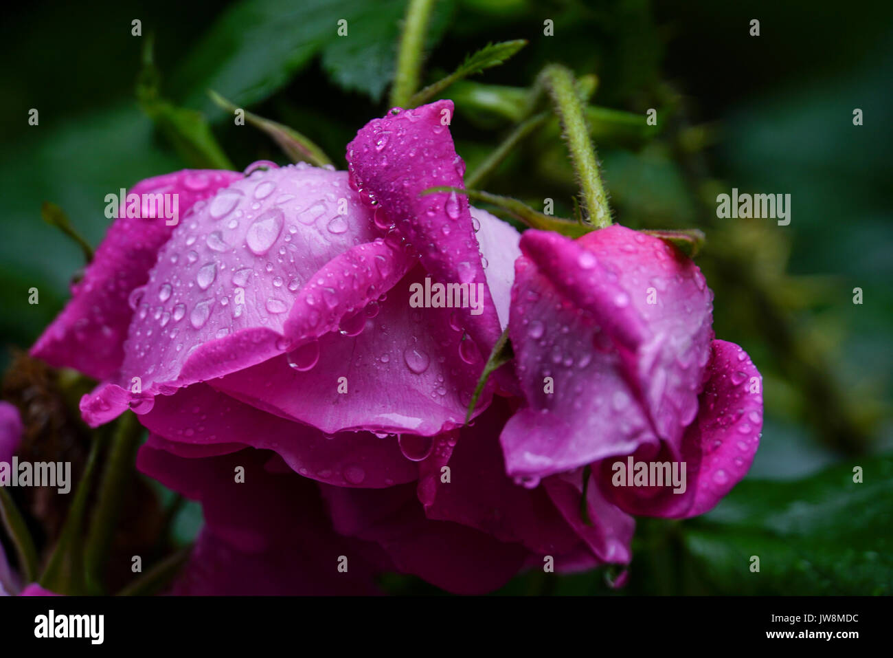 Close Up Of Rosebud Stock Photos & Close Up Of Rosebud Stock Images Alamy