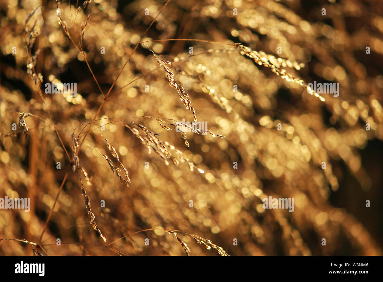 Bluegrass meadow Poa pratensis in the golden glow of the setting summer sun. Stock Photo