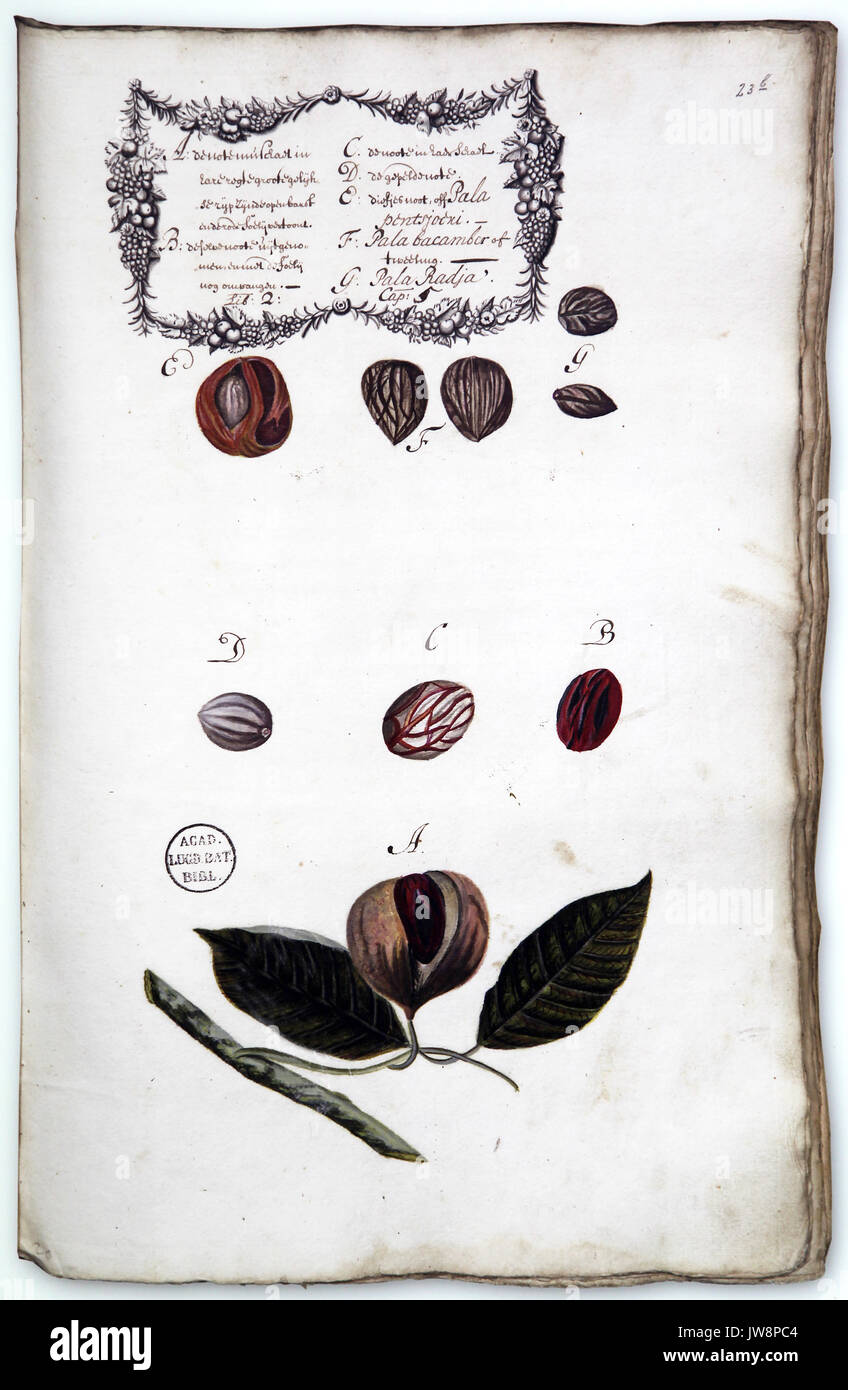 Nutmeg tree Myristica fragrans is an evergreen tree indigenous to the