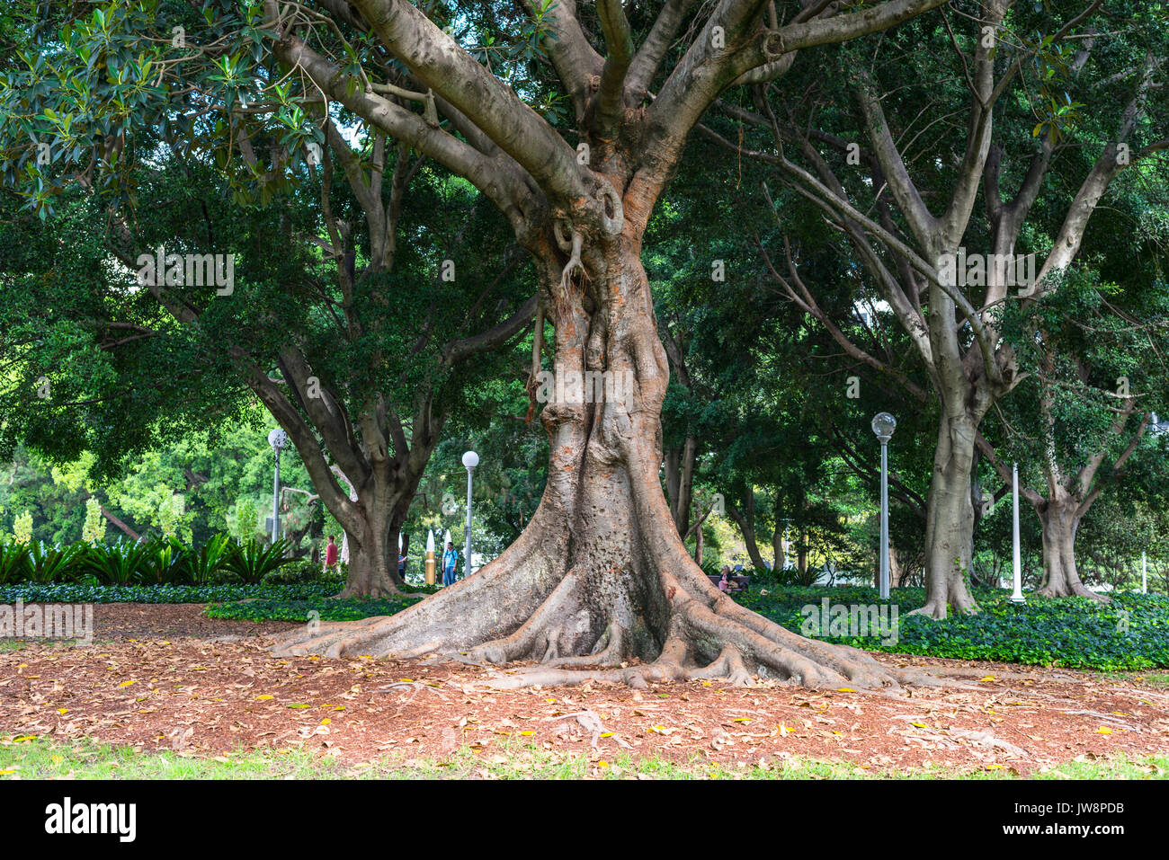 Mature trees in Hyde park, Sydney, Australia. Stock Photo