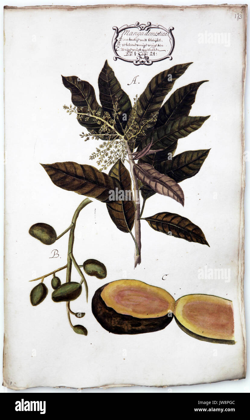 Mangifera indica.aka mango.species of flowering plant in the sumac and poison ivy family Anacardiaceae. Stock Photo