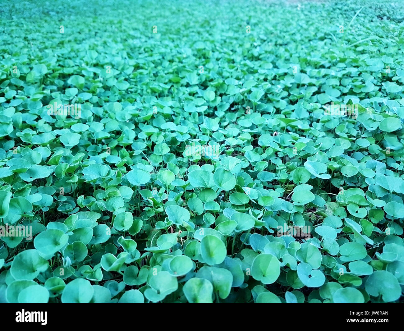 beautiful green Dichondra repens grass spread Stock Photo