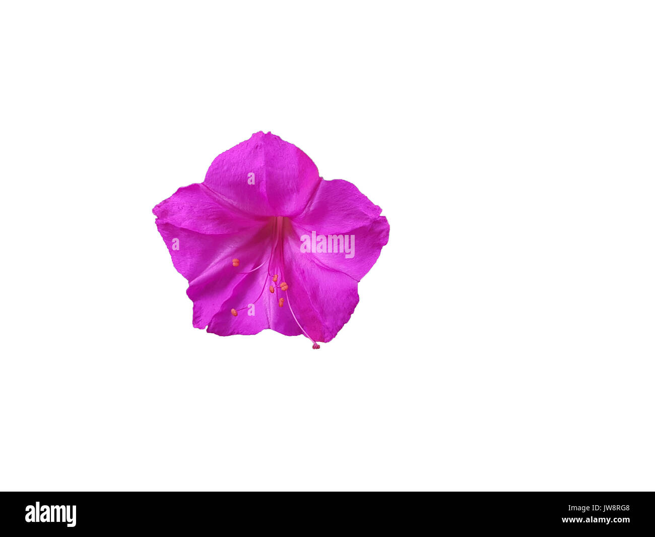 beautiful purple petunia flower isolated white background Stock Photo