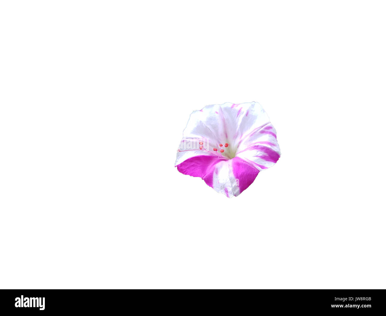 beautiful purple petunia flower isolated white background Stock Photo